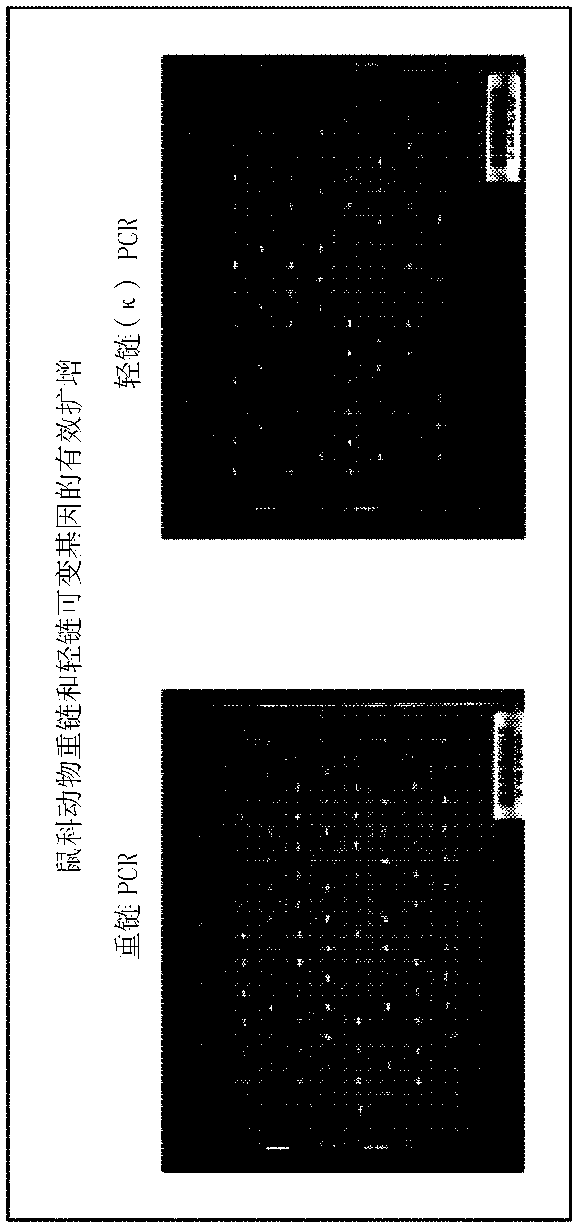 Anti-cd3-binding domains and antibodies comprising them, and methods for their generation and use