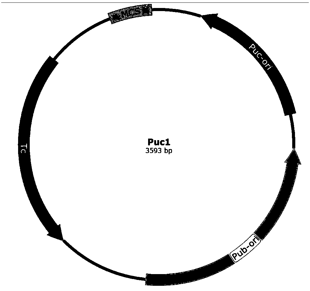 Alkaline protease gene and construction method of recombinant bacillus subtilis strain thereof