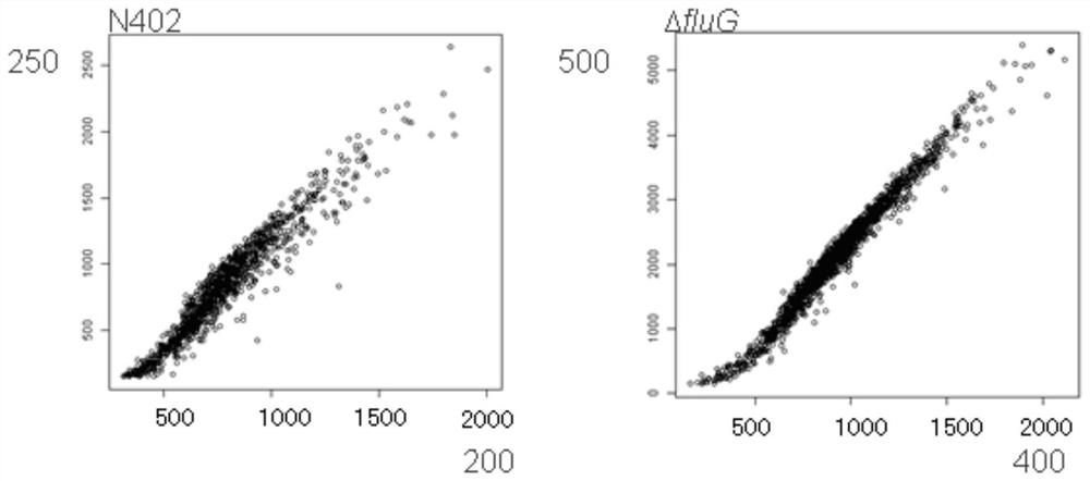 A kind of aspergillus niger bacterial strain that can be used for protein production and application thereof