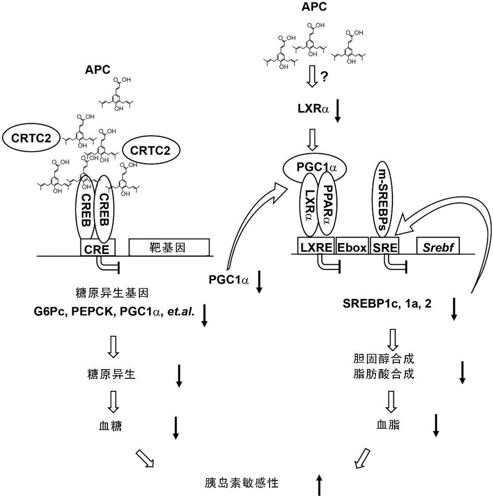 Applications of Artepillin C and analogue thereof in preparing drugs used for preventing metabolic diseases