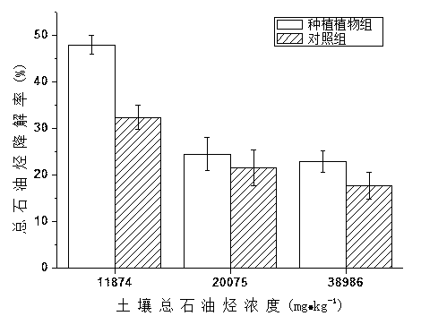 Method for restoring petroleum-polluted soil by utilization of wild ornamental plant Hylotelephium spectabile