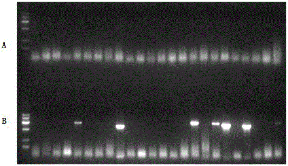 Method for identifying citrus tristeza virus in field