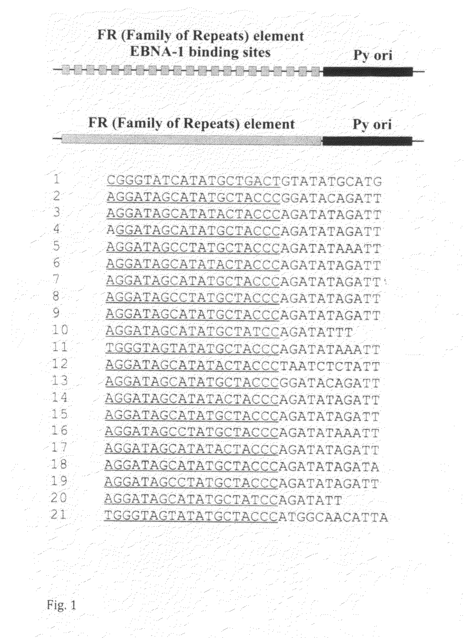 Viral expression plasmids for production of proteins, antibodies, enzymes, virus-like particles and for use in cell-based assays