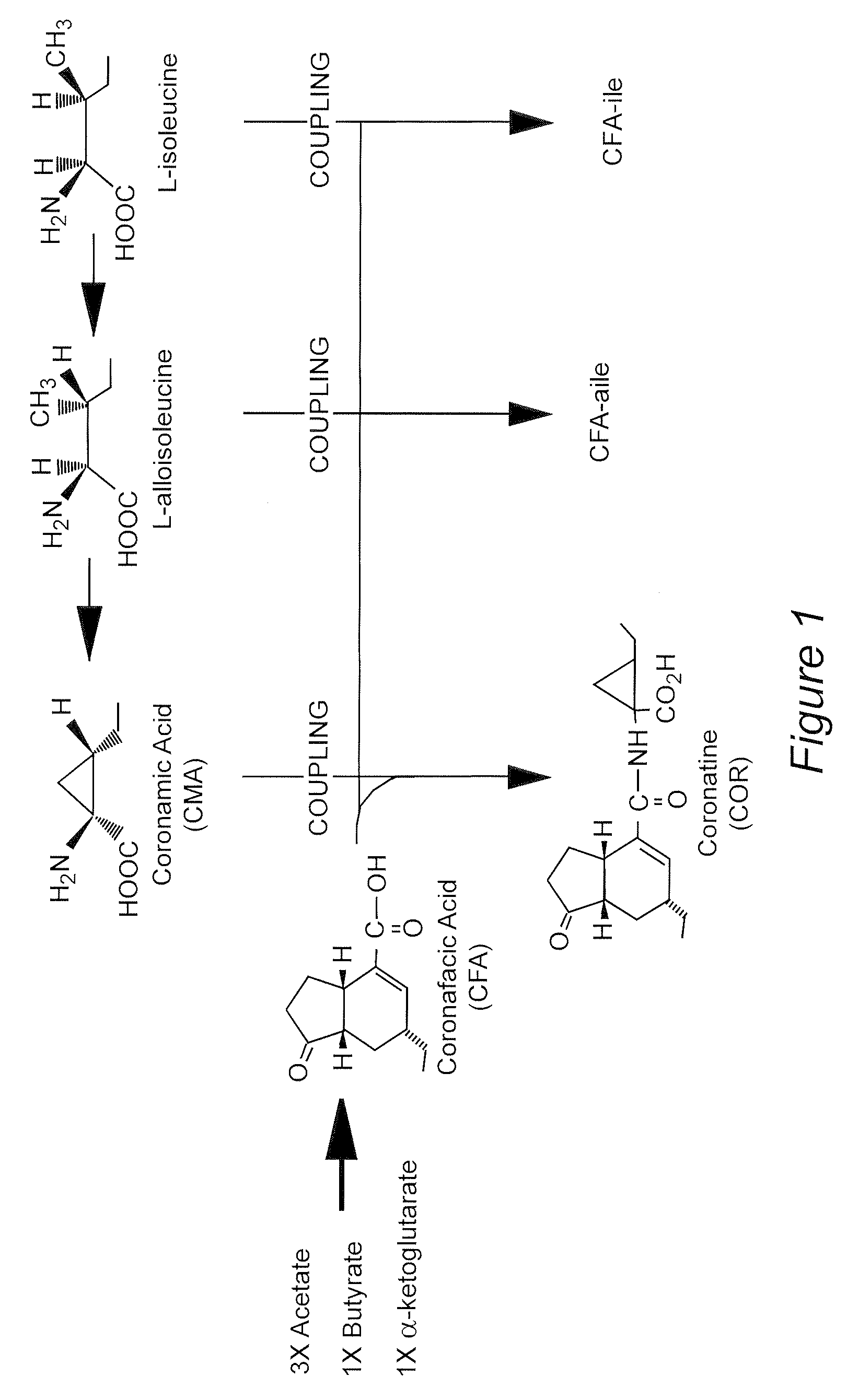 Optimization of coronatine production in a genetically improved strain of Pseudomonas syringae