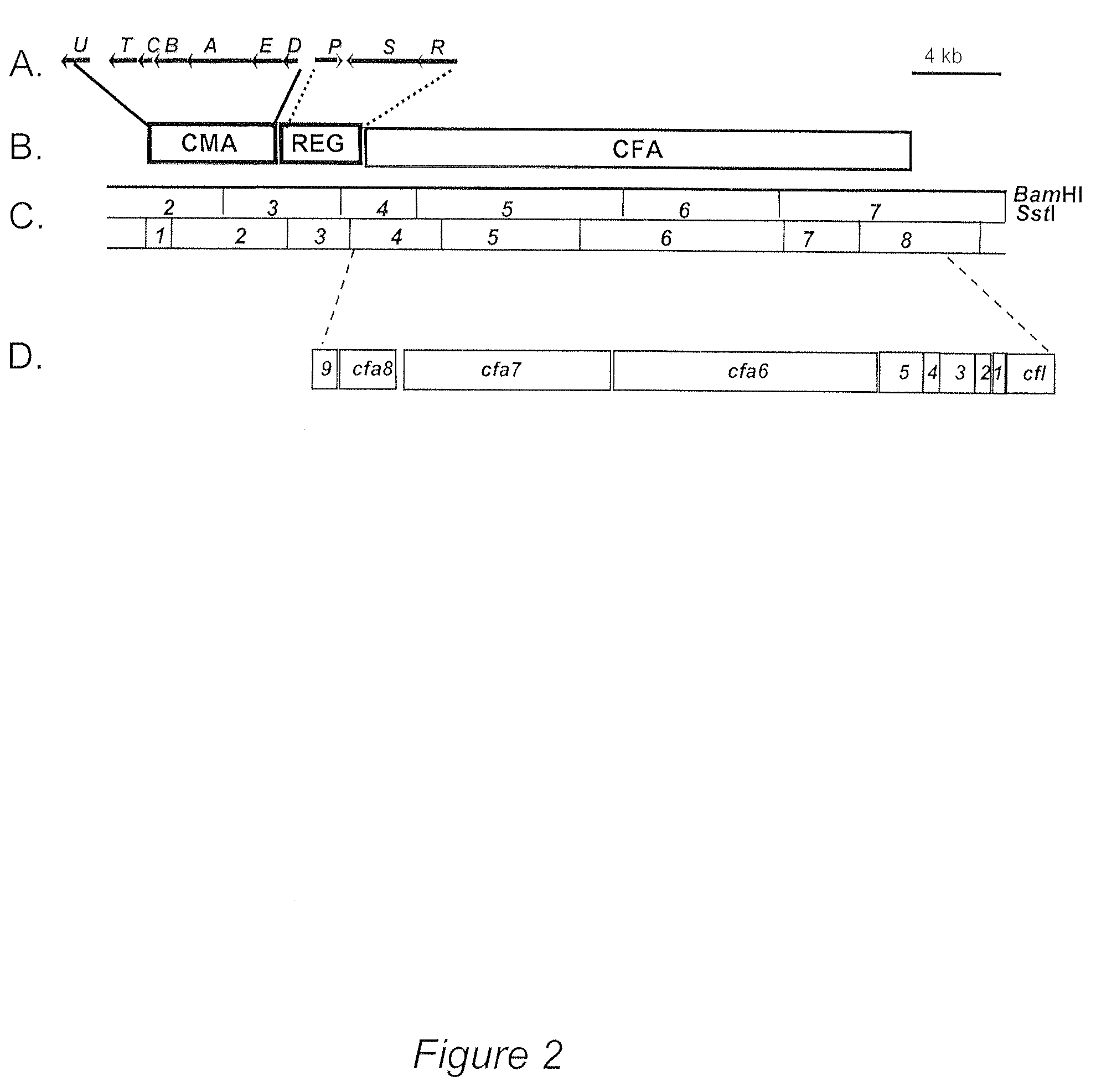 Optimization of coronatine production in a genetically improved strain of Pseudomonas syringae