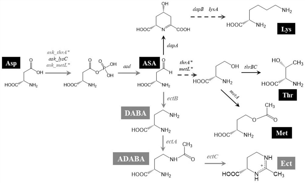 Construction method and application of recombinant bacteria for producing ectoine