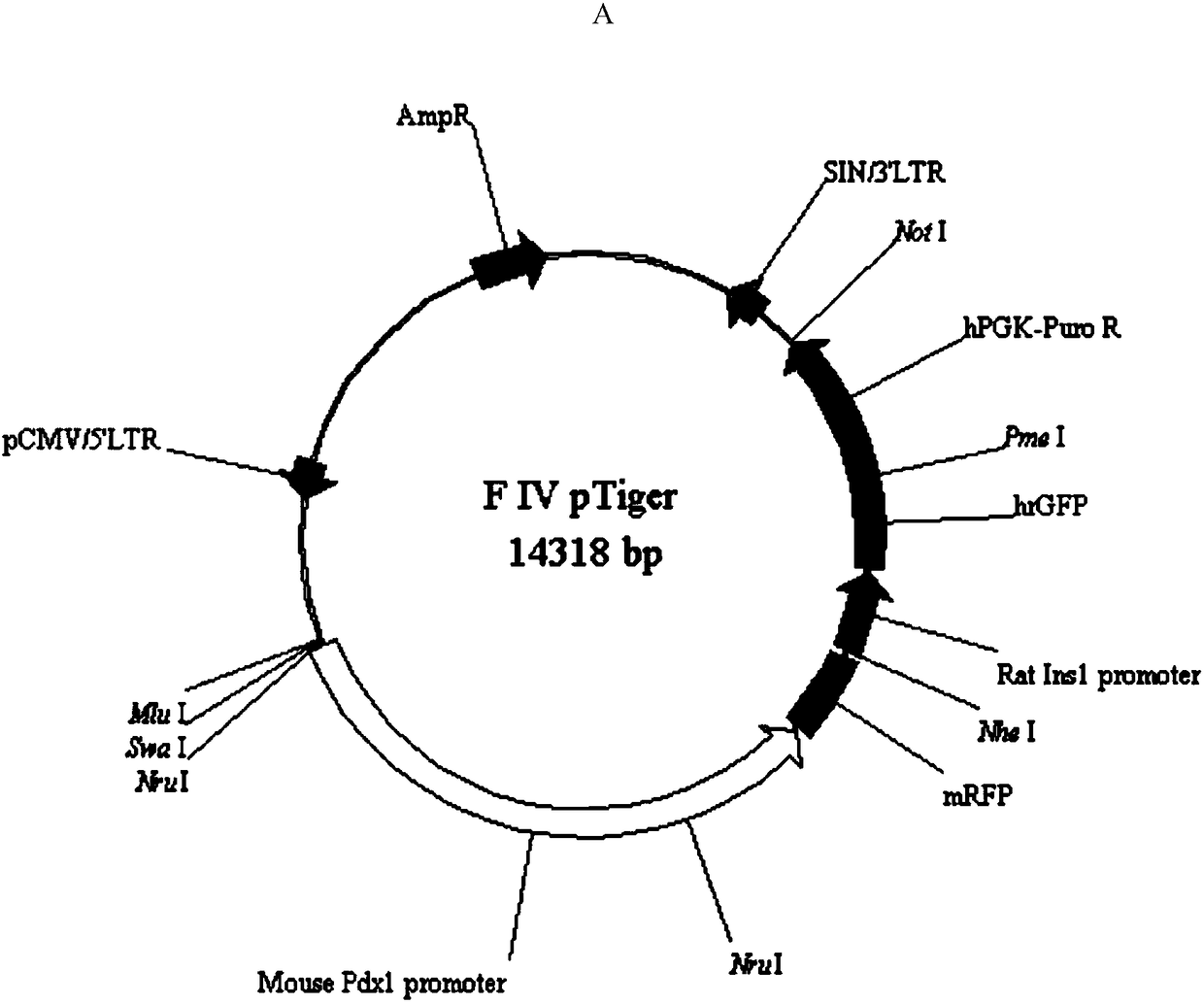 Construction and application of induced pluripotent stem cell line for expressing Pdx1/insulin double reporting genes