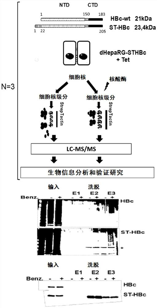 Methods for treating hepatitis b virus (HBV) infection