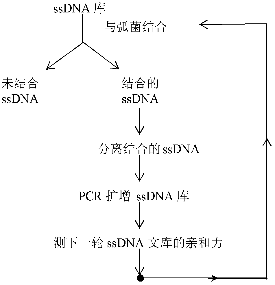 Three oligonucleotide sequences for identification and detection of vibrio alginolyticus as well as preparation method and application thereof