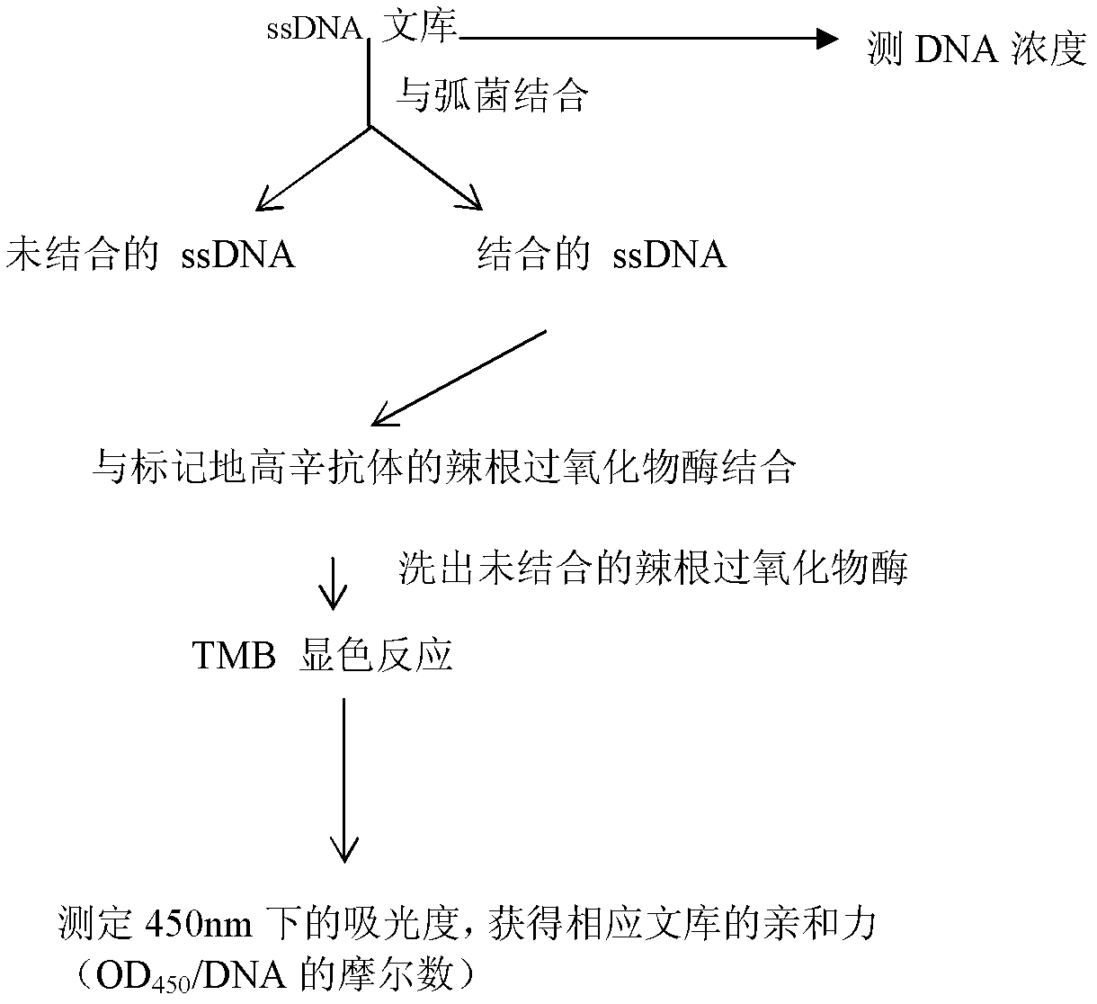 Three oligonucleotide sequences for identification and detection of vibrio alginolyticus as well as preparation method and application thereof