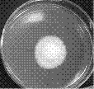 Method for producing edible fungus rejuvenating-type strain