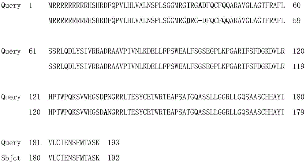 Recombinant human endostatin protein with different amino acid structures, method for preparing recombinant human endostatin protein and application thereof