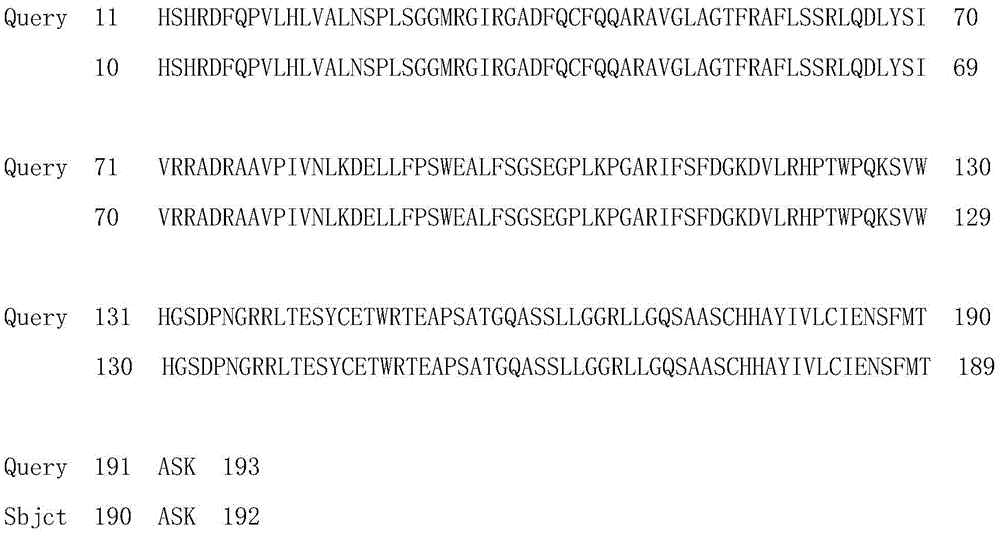 Recombinant human endostatin protein with different amino acid structures, method for preparing recombinant human endostatin protein and application thereof