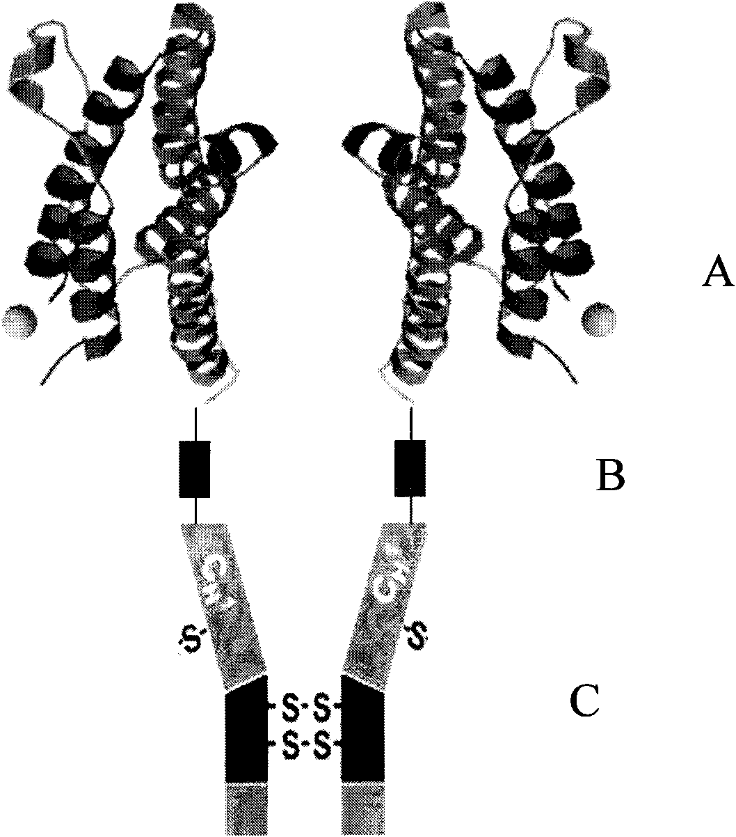 Long-acting polymer drug technique in protein engineering