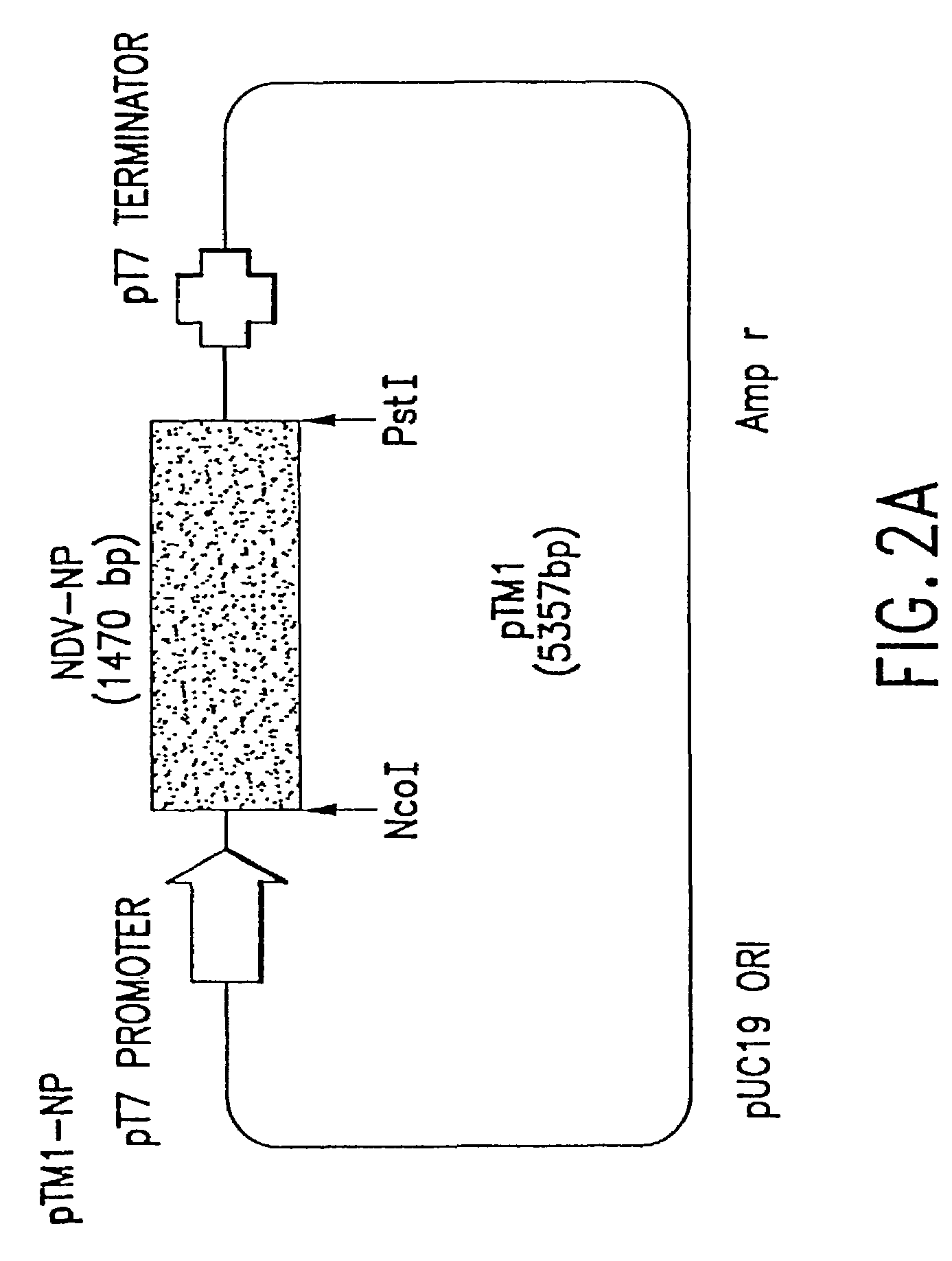 Recombinant Newcastle disease virus RNA expression systems and vaccines