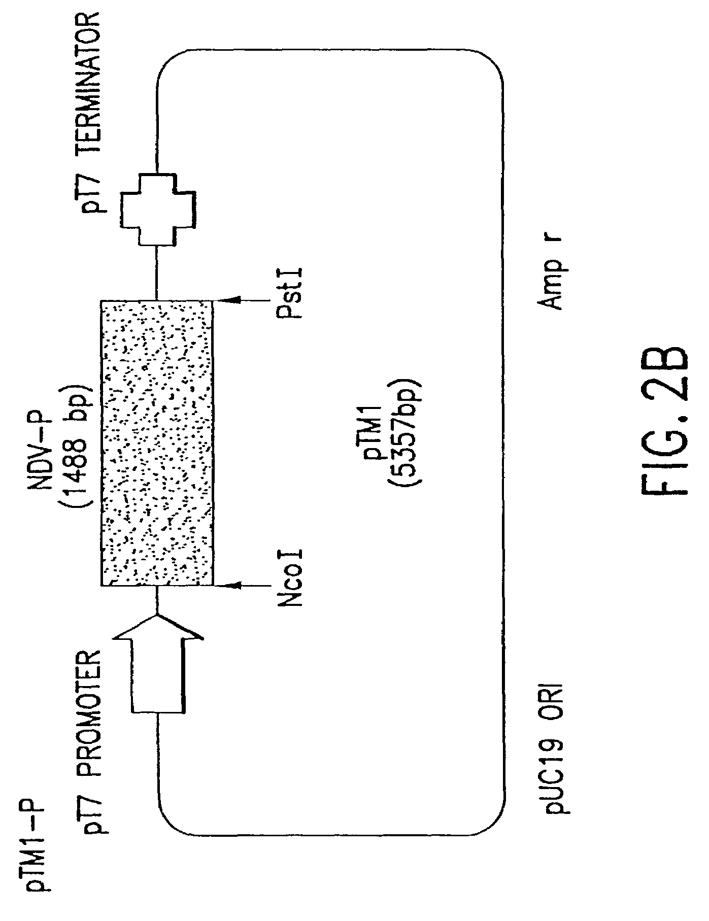 Recombinant Newcastle disease virus RNA expression systems and vaccines