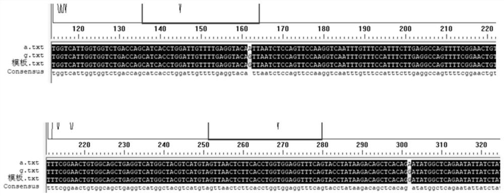 Application of single nucleotide polymorphism of goat MMP9 gene in early selection of lactation character