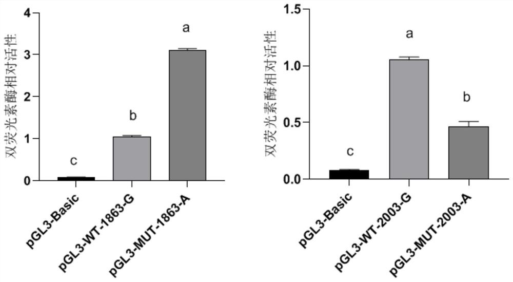 Application of single nucleotide polymorphism of goat MMP9 gene in early selection of lactation character