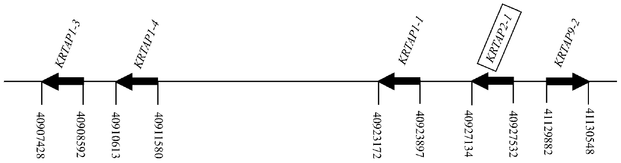 Genetic marker related to goat cashmere fiber diameter and application thereof