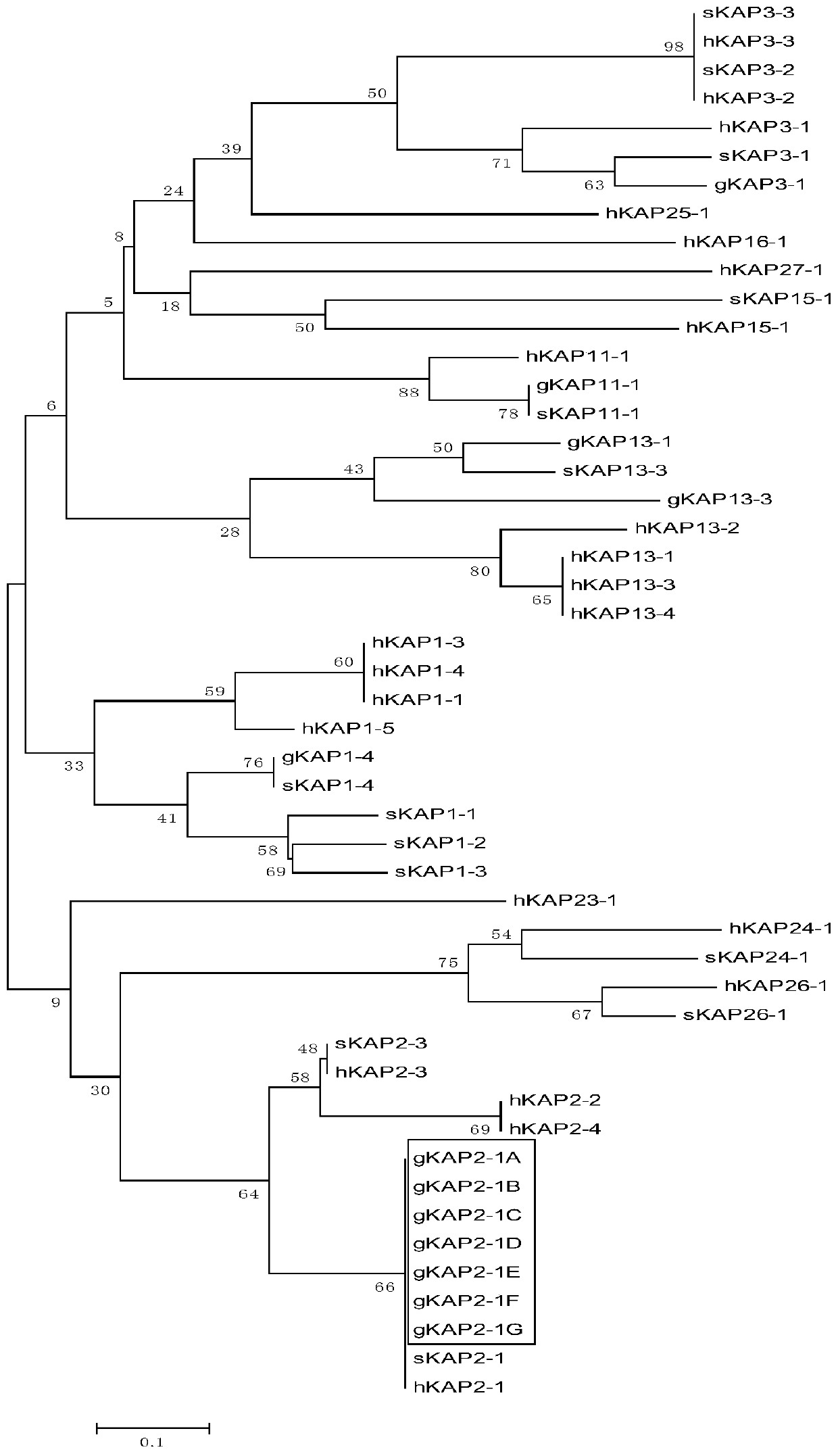 Genetic marker related to goat cashmere fiber diameter and application thereof