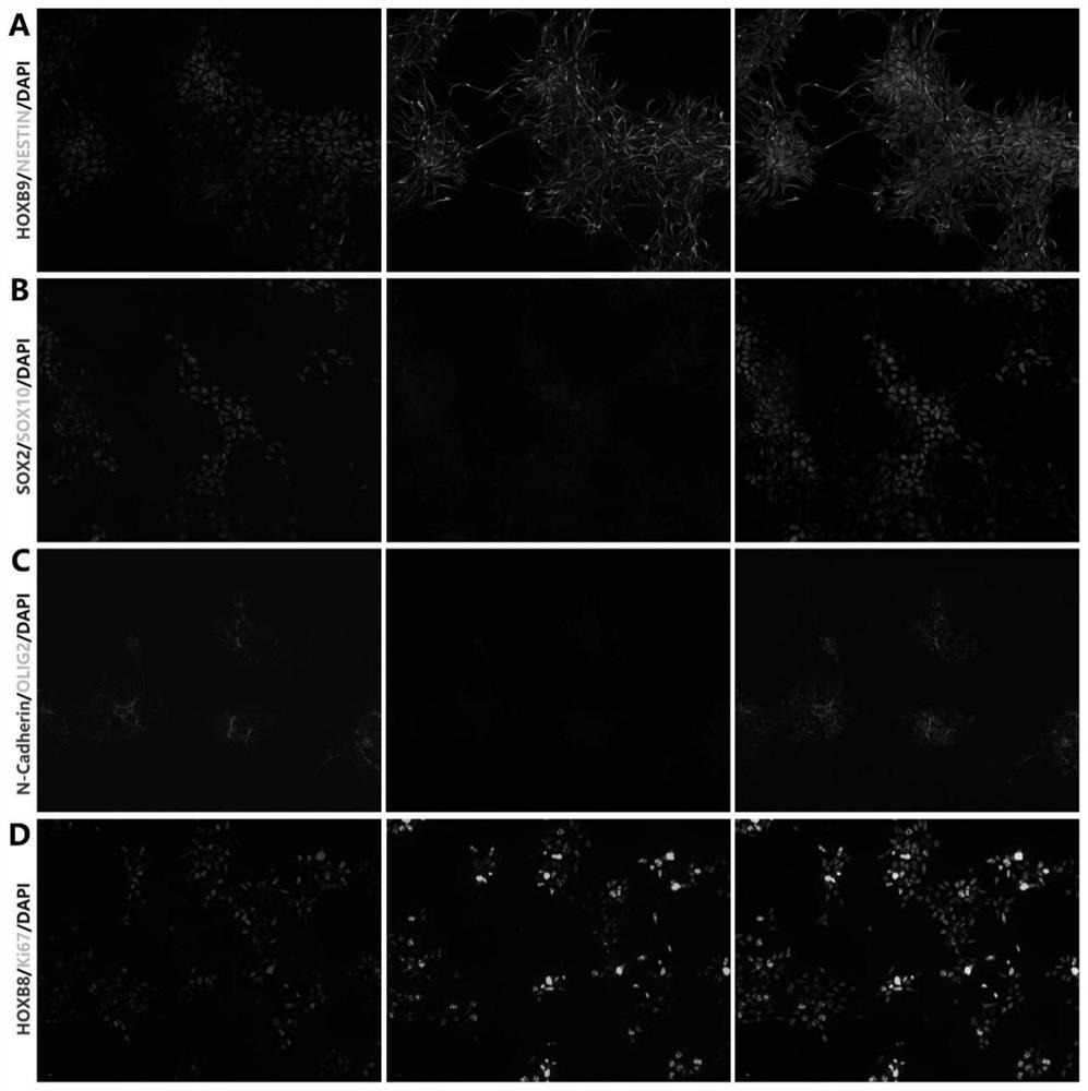 Spinal cord OLIG2&lt;+&gt; nerve progenitor cell induction and self-renewal culture system, induction method and application