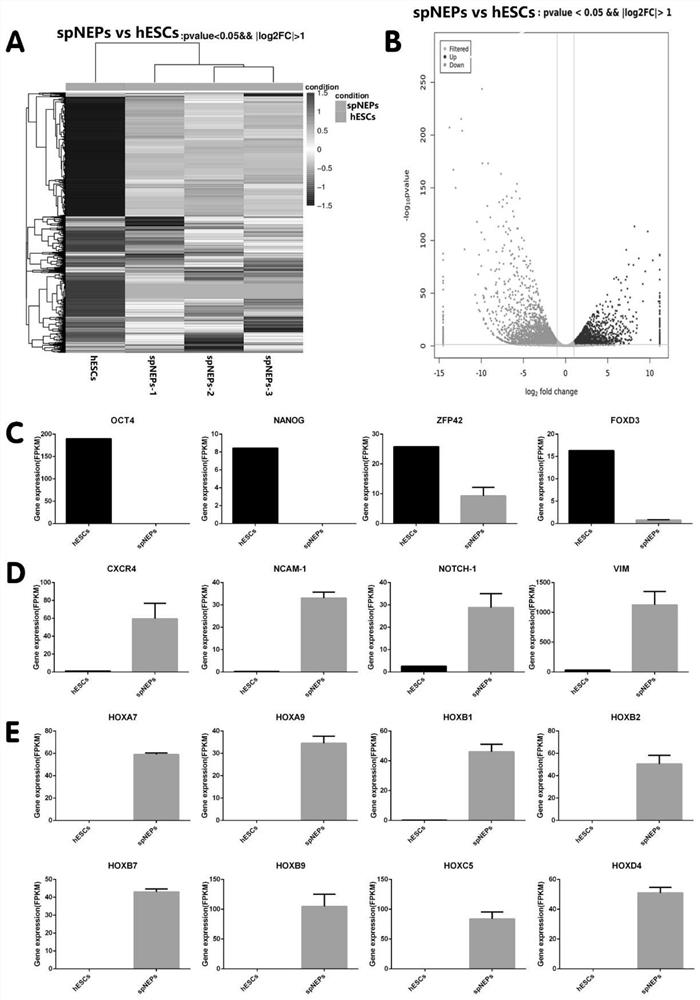 Spinal cord OLIG2&lt;+&gt; nerve progenitor cell induction and self-renewal culture system, induction method and application