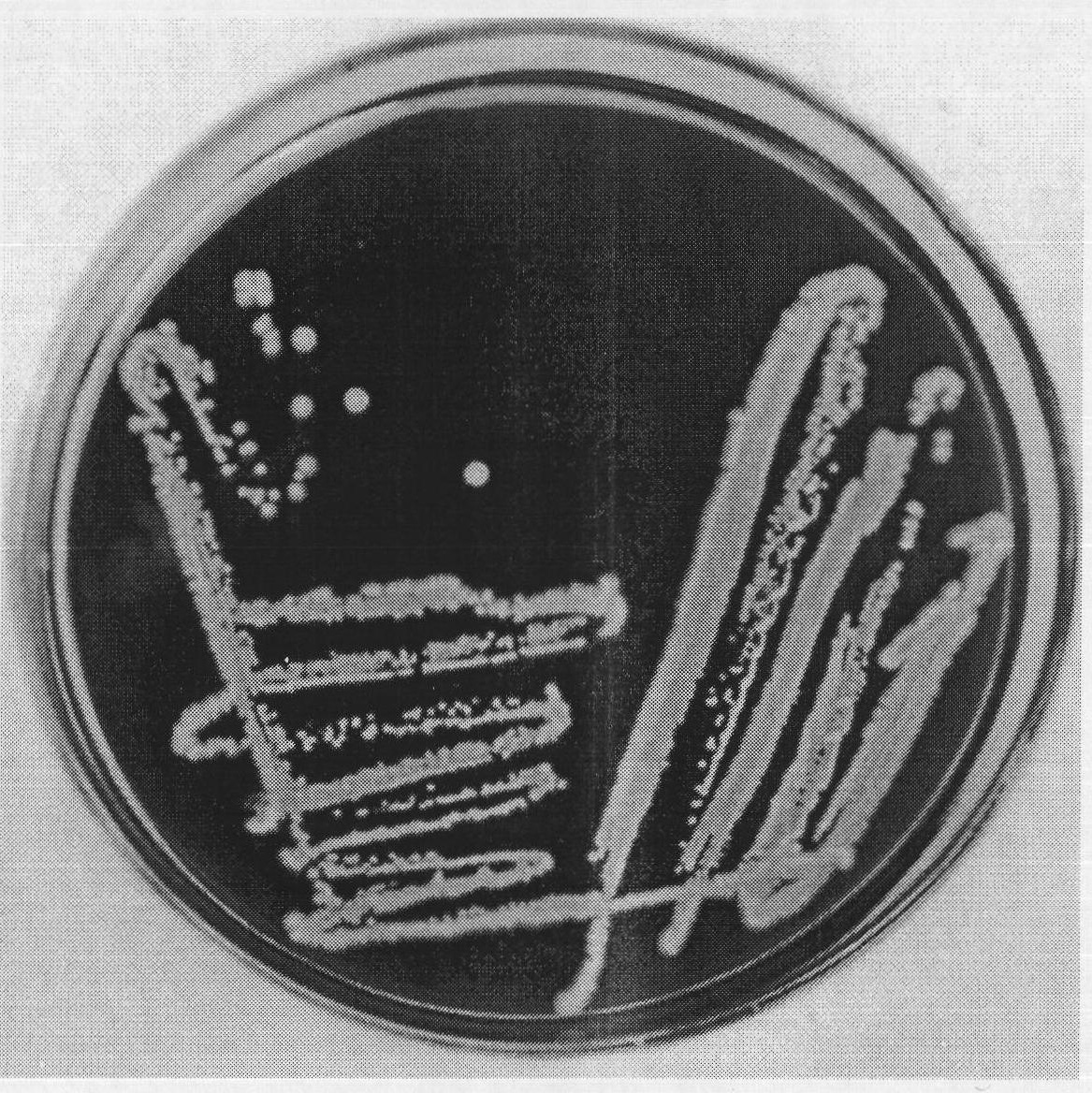 Candidatropicalis for producing ribonucleic acid with high yield and application thereof