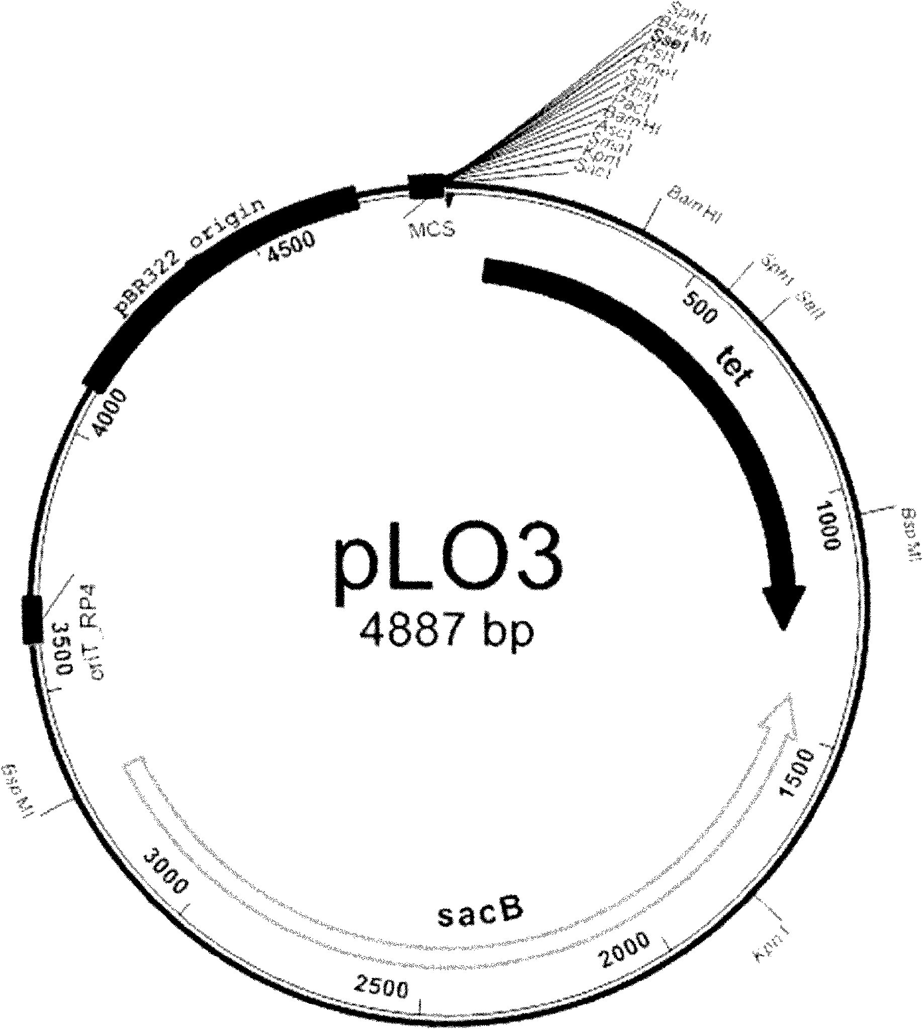 Phytoene desaturase gene of sphingomonas sp. and application thereof