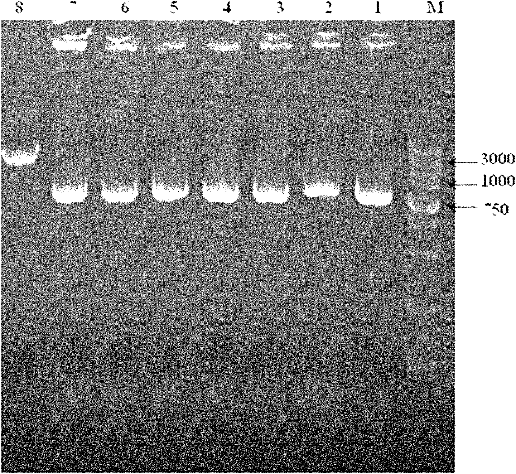 Phytoene desaturase gene of sphingomonas sp. and application thereof