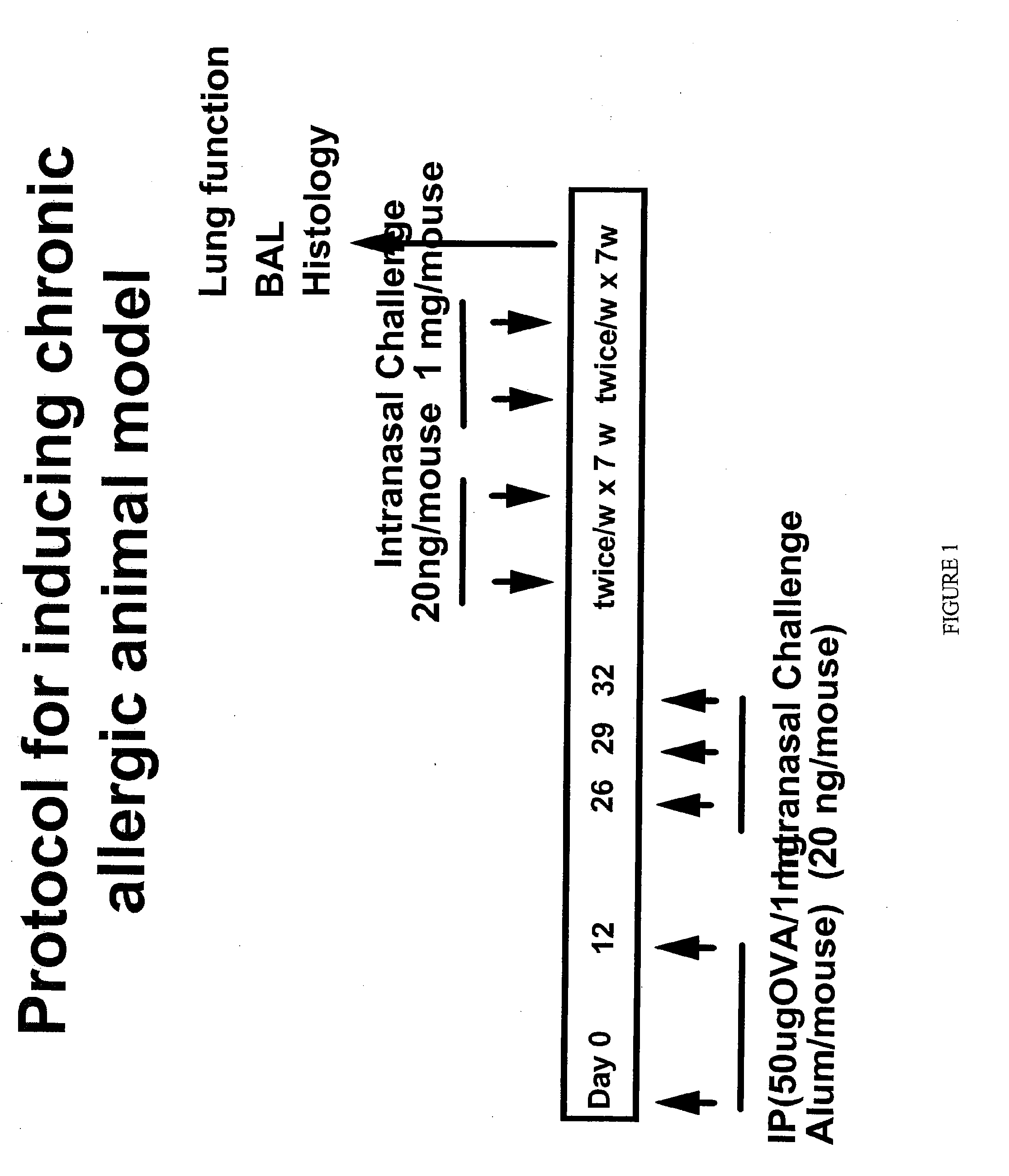 TREATMENT AND PREVENTION OF CHRONIC ASTHMA USING ANTAGONISTS OF INTEGRIN ALPHAvBETA6