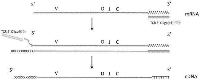 Method for detecting minimal residual disease in T cell leukemia based on high-throughput sequencing