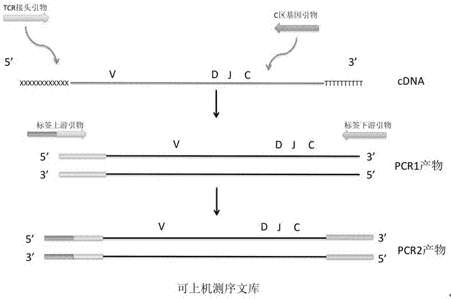 Method for detecting minimal residual disease in T cell leukemia based on high-throughput sequencing