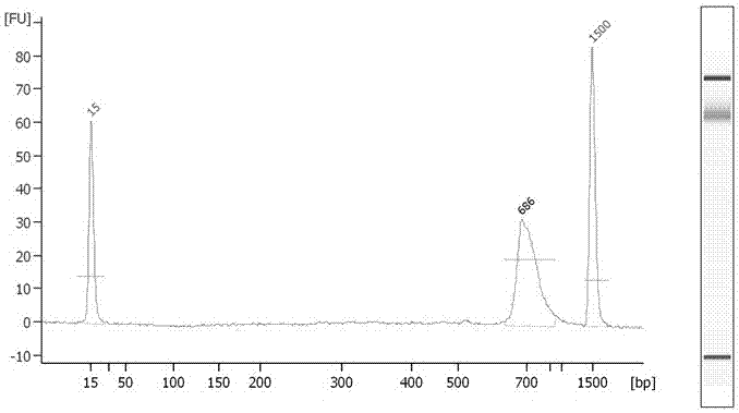 Method for detecting minimal residual disease in T cell leukemia based on high-throughput sequencing