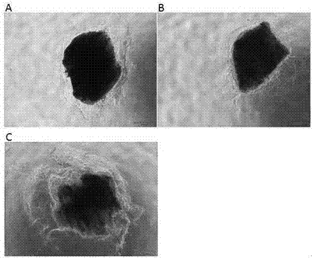 Tumor tissue 3D culture method and culture solution