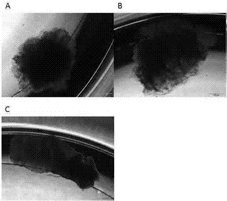 Tumor tissue 3D culture method and culture solution