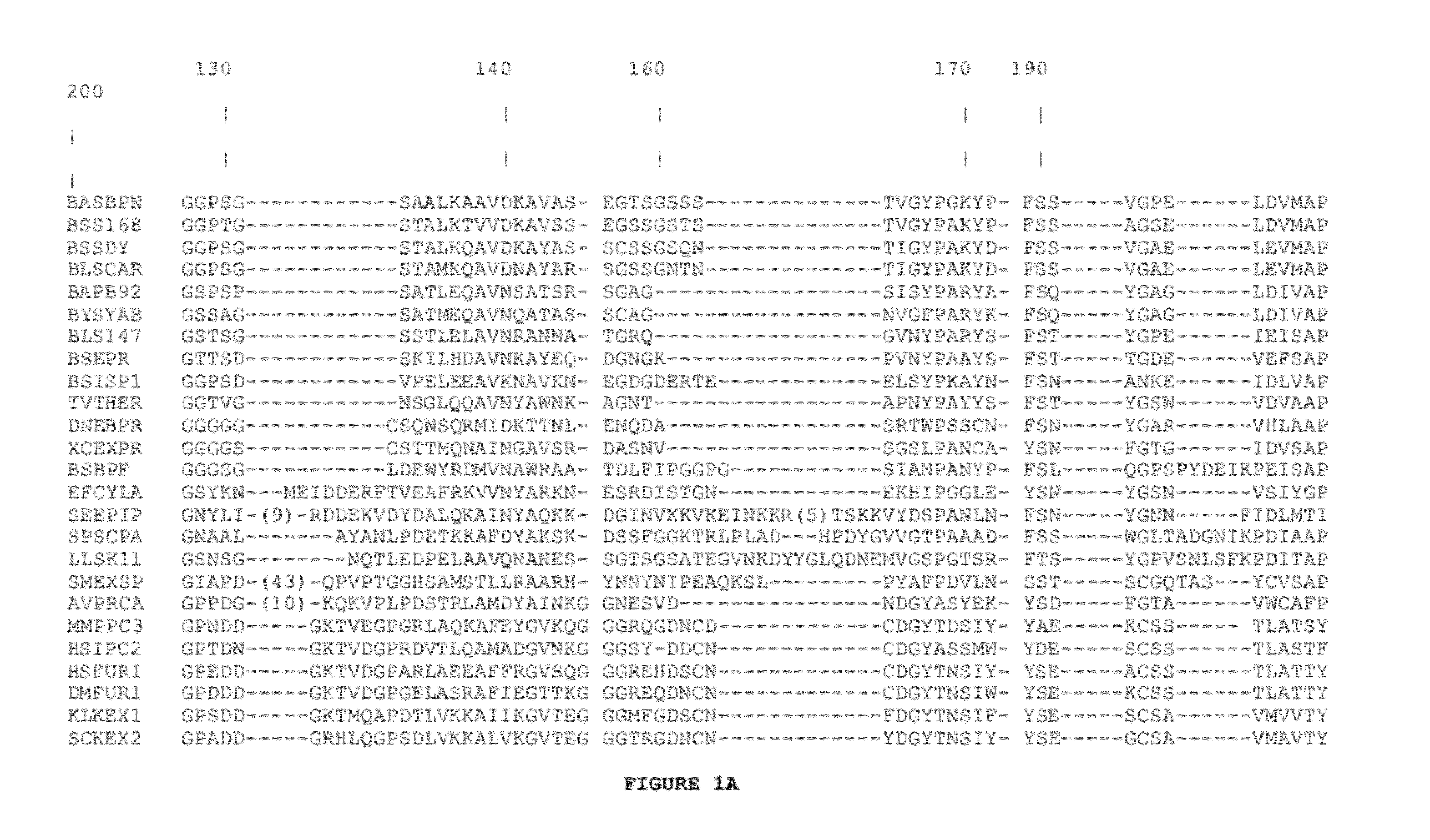 Subtilase Variants