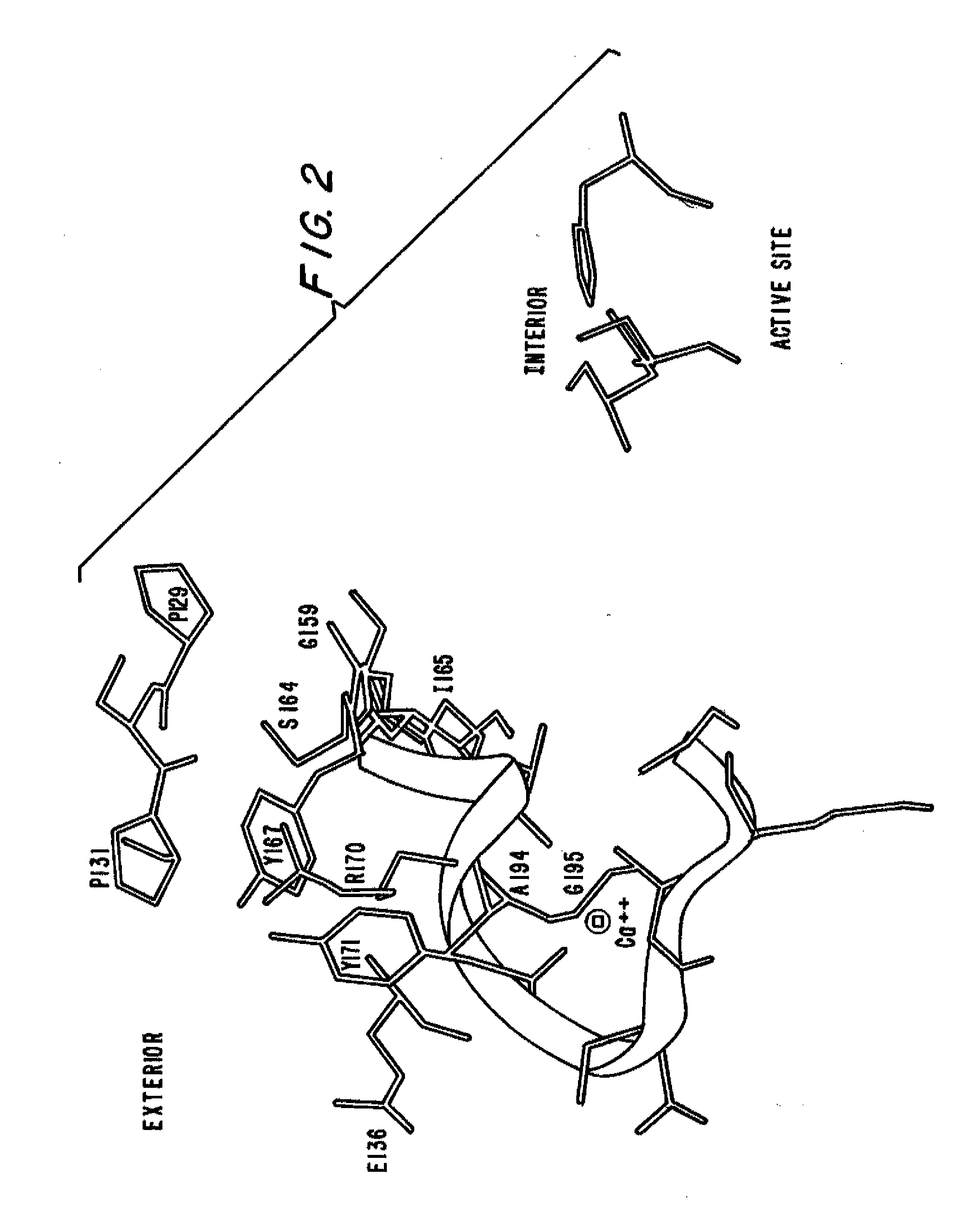 Subtilase Variants