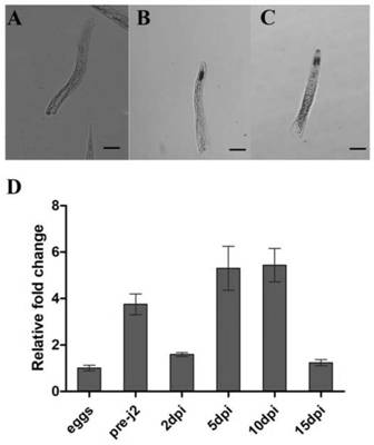 A transcription factor of root-knot nematode mgbtf3 and its application in disease control