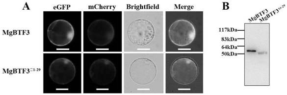 A transcription factor of root-knot nematode mgbtf3 and its application in disease control