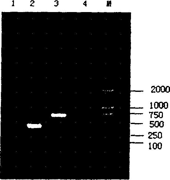 Prepn. and application of nanometer molecule prepn. with fused immunity pig gene used for anti-infection