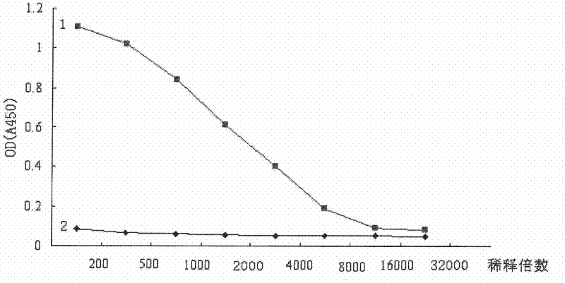 A kind of human cytomegalovirus ul49 gene antigen peptide, its antibody and application