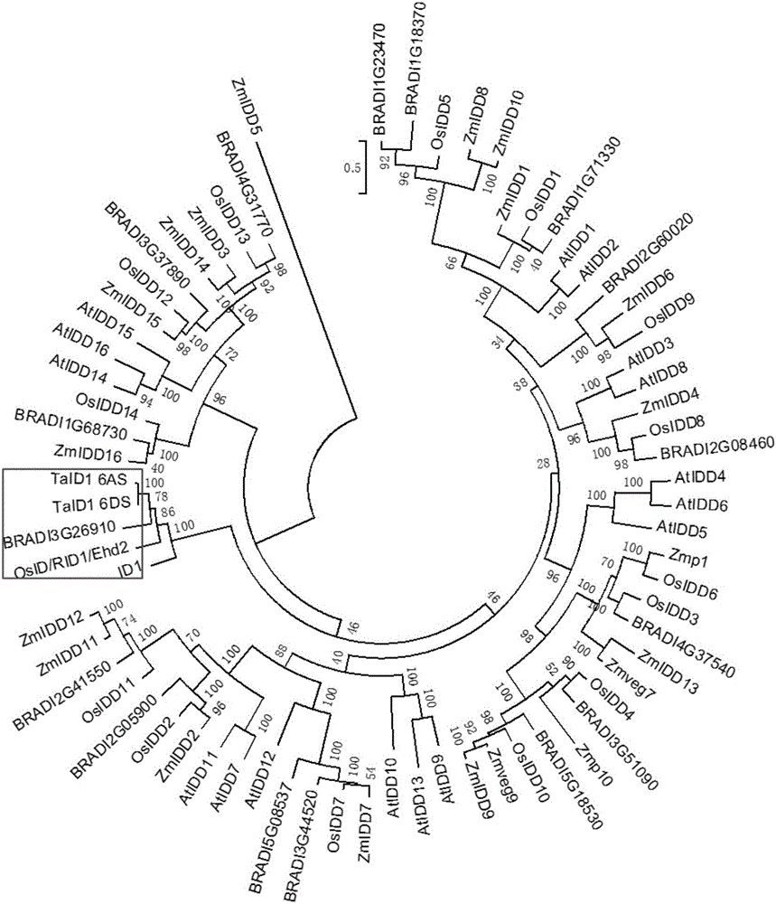 Clone and application of gene INDETERMINATE1 for regulating and controlling plant height of gramineous plants