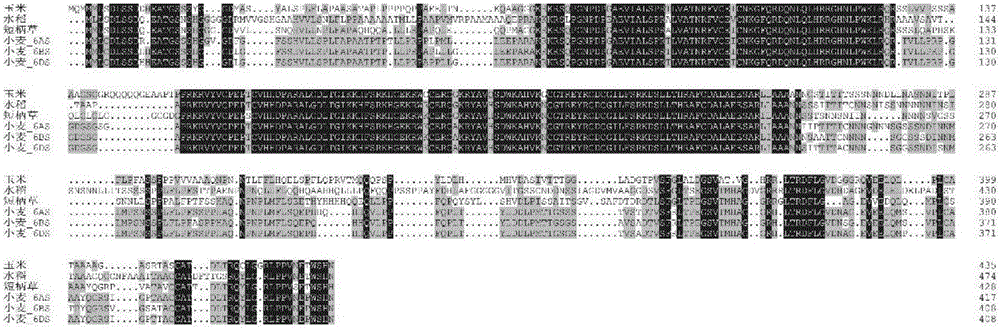 Clone and application of gene INDETERMINATE1 for regulating and controlling plant height of gramineous plants