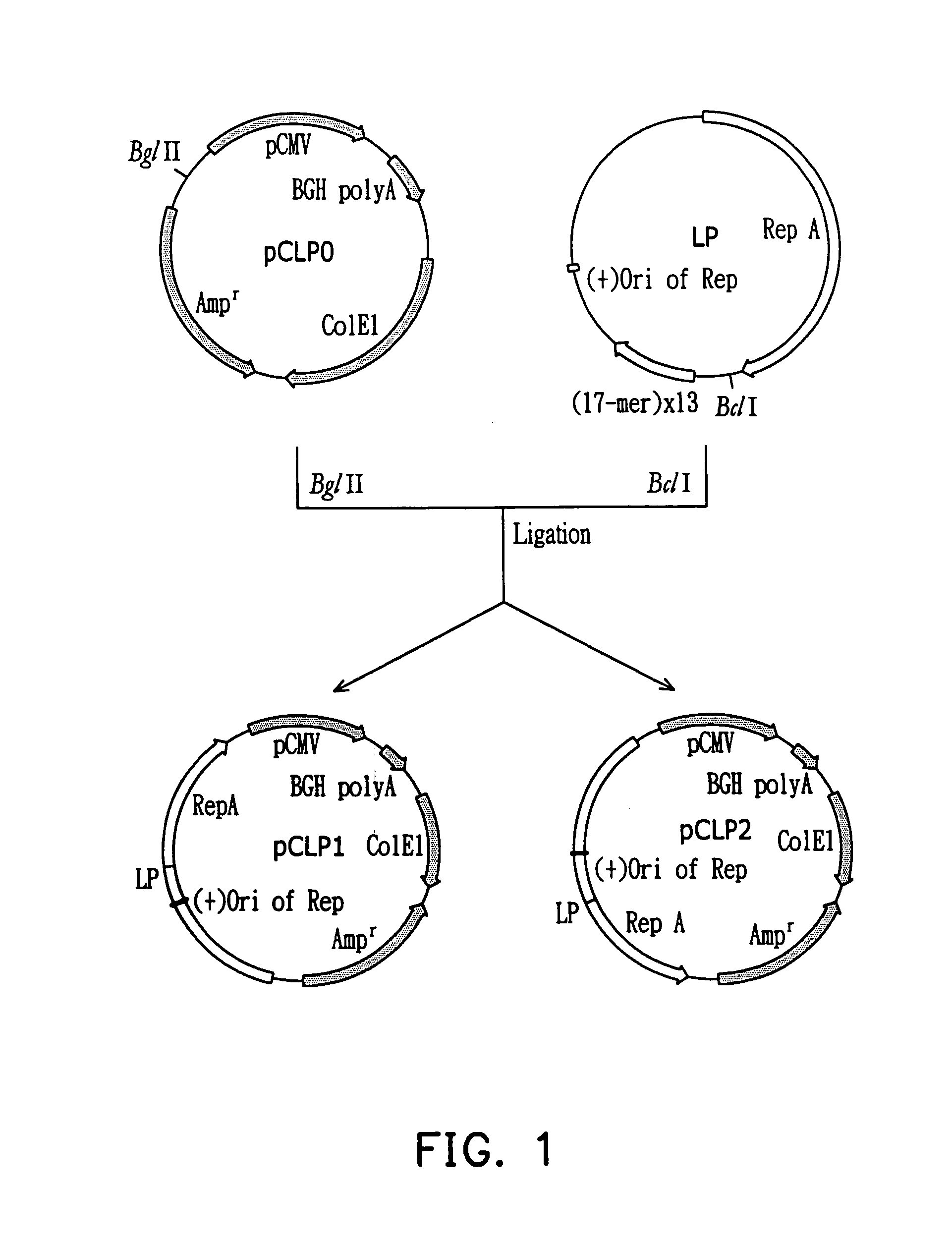 Lac shuttle vectors