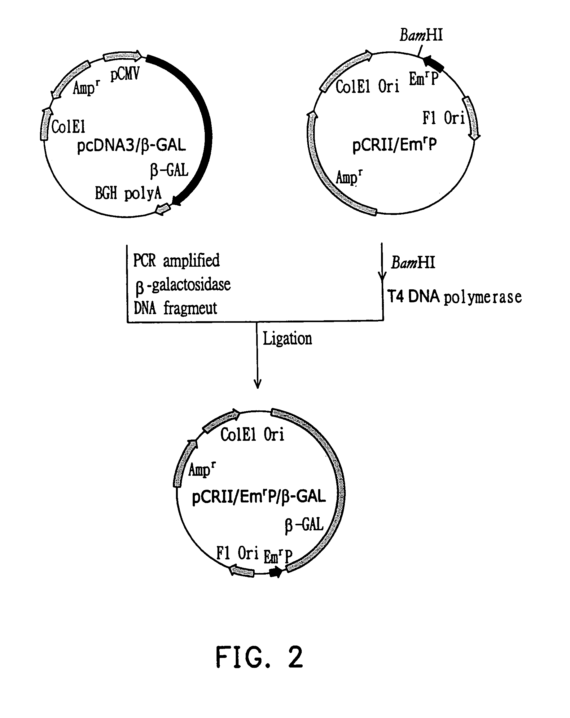 Lac shuttle vectors