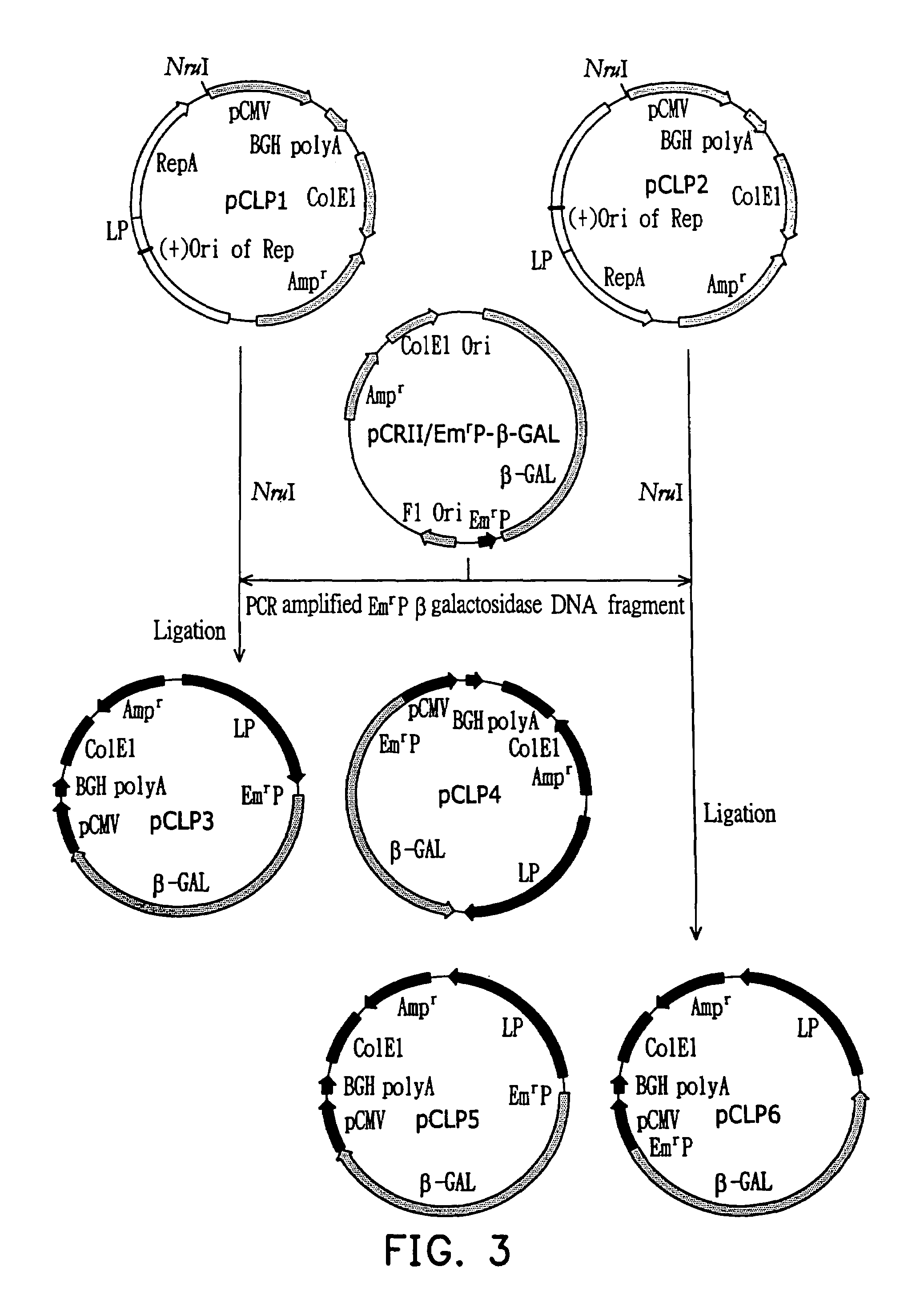 Lac shuttle vectors