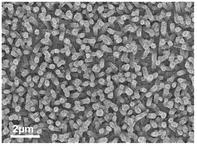 Method for preparing nano-branched titanium dioxide photoanode of dye sensitized solar cell