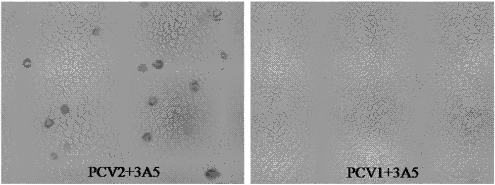 Monoclonal antibody and kit for detecting porcine circovirus type 2 cap protein