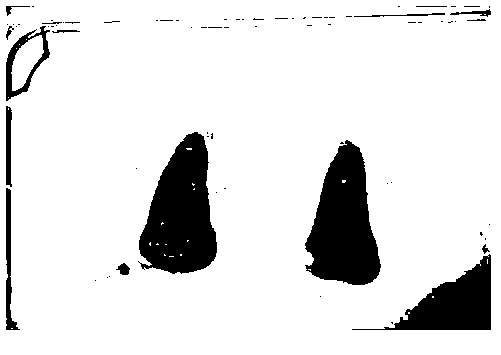 Preparation method of ice-induced microstructure soft tissue