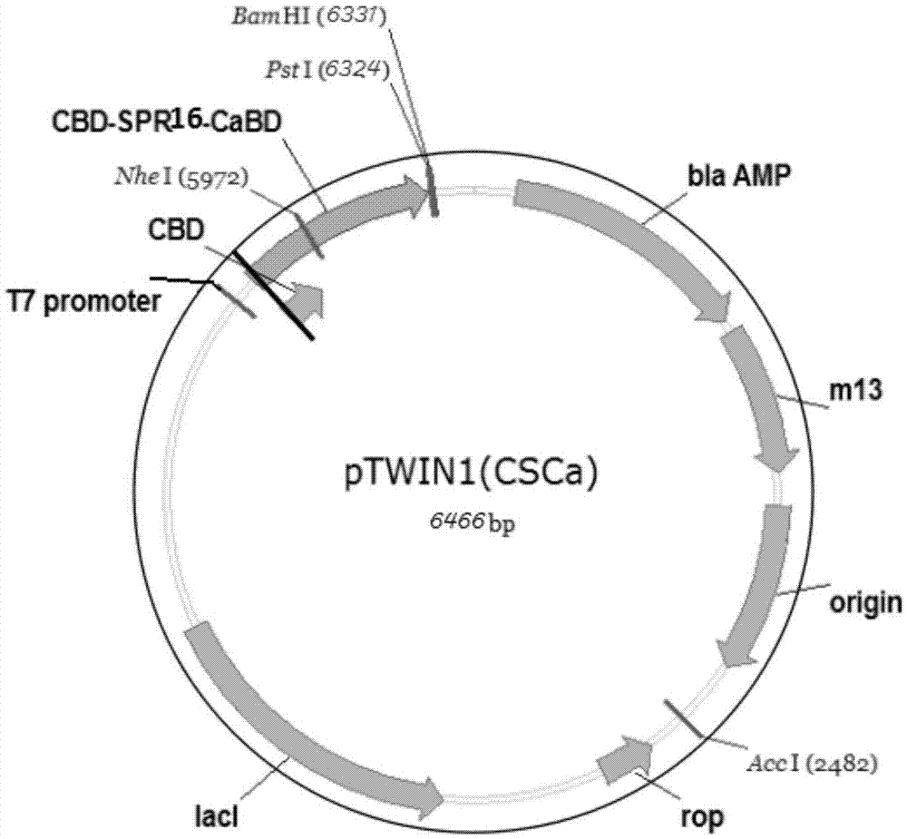 Shell nacre-like recombinant protein CSCa and method for regulating and preparing calcium carbonate by using same